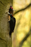 Datel cerny - Dryocopus martius - Black Woodpecker 8334